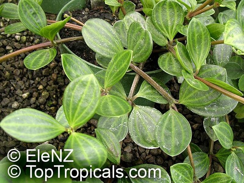 Peperomia Dahlstedtii | Peperomia | Piperaceae