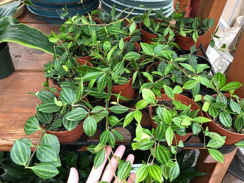 Peperomia Dahlstedtii | Peperomia | Piperaceae