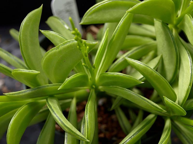 Peperomia Dolabriformis | Peperomia | Piperaceae