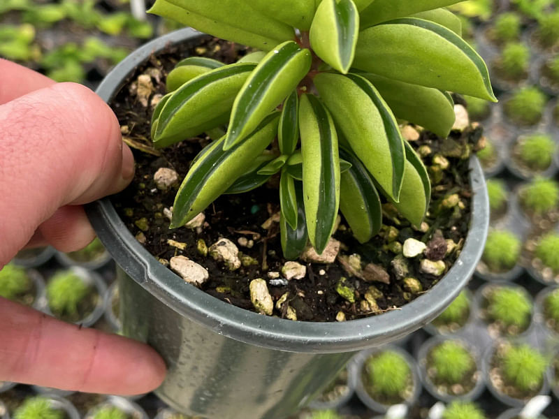 Peperomia Dolabriformis | Peperomia | Piperaceae