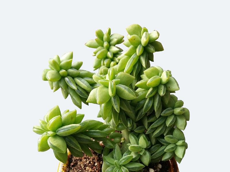 Peperomia Dolabriformis | Peperomia | Piperaceae