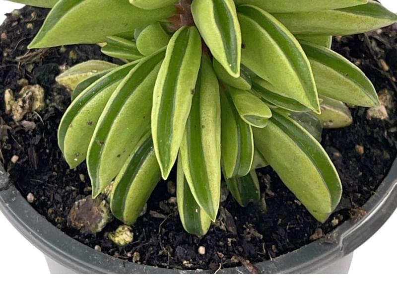 Peperomia Dolabriformis | Peperomia | Piperaceae
