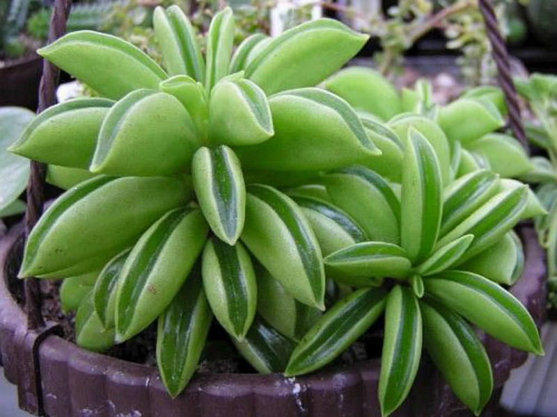 Peperomia Dolabriformis | Peperomia | Piperaceae