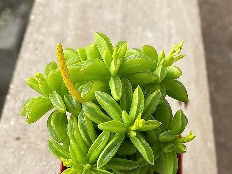 Peperomia Dolabriformis | Peperomia | Piperaceae