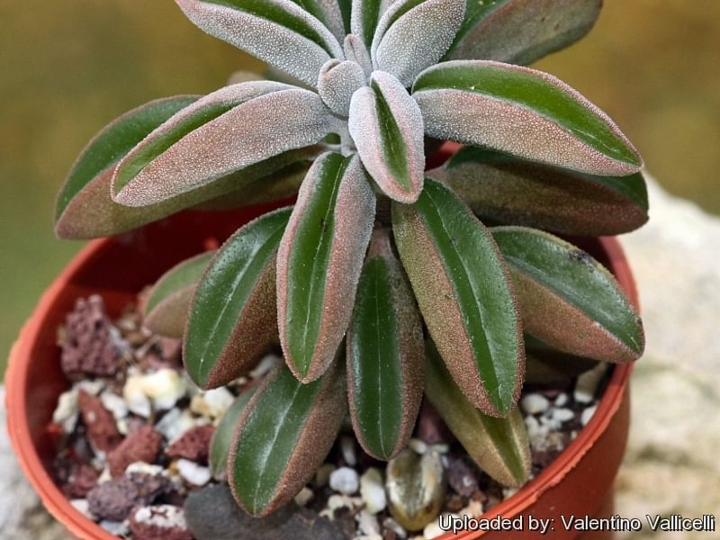 Peperomia Dolabriformis | Peperomia | Piperaceae