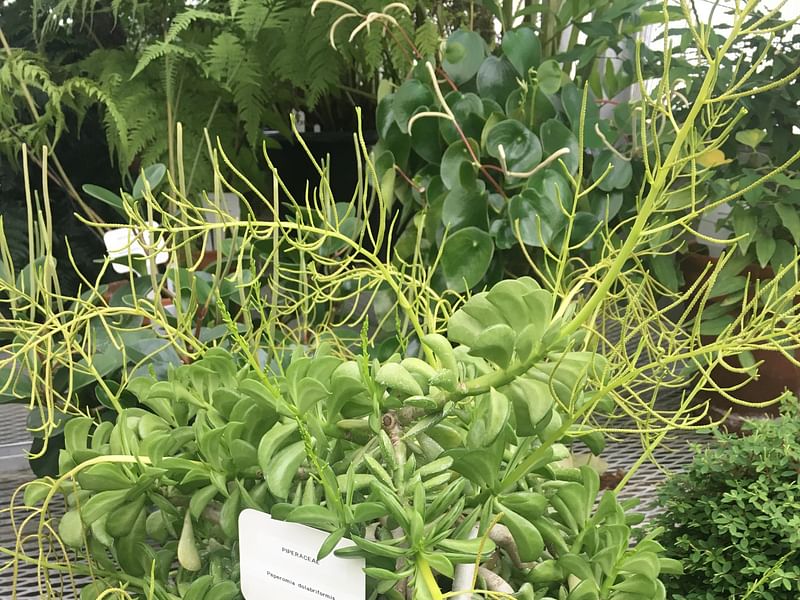 Peperomia Dolabriformis | Peperomia | Piperaceae