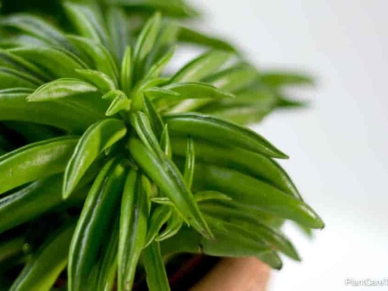 Peperomia Dolabriformis | Peperomia | Piperaceae