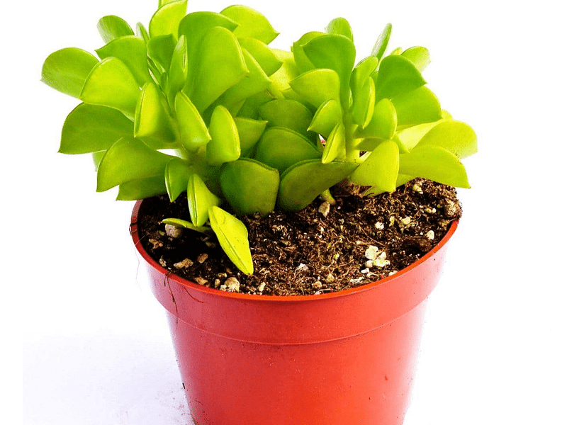 Peperomia Dolabriformis | Peperomia | Piperaceae