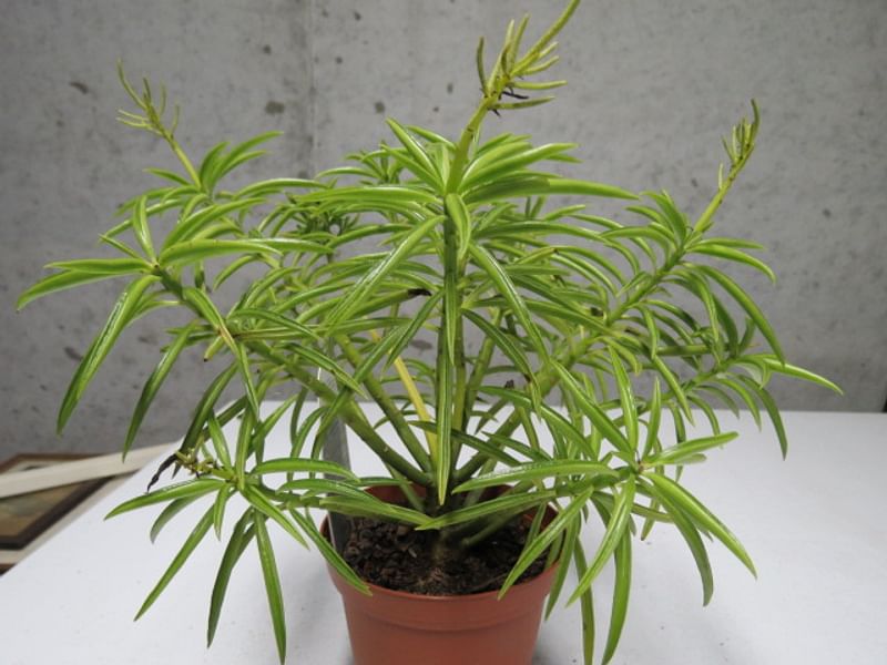 Peperomia Ferreyrae - Photo: Robert Swan | Peperomia | Piperaceae