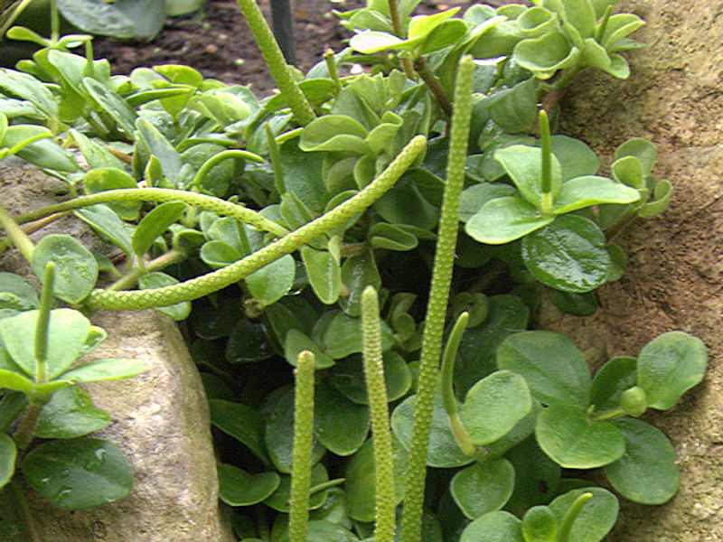 Peperomia Ferreyrae - Photo: Robert Swan | Peperomia | Piperaceae