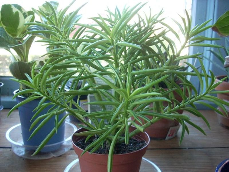 Peperomia Ferreyrae - Photo: Robert Swan | Peperomia | Piperaceae