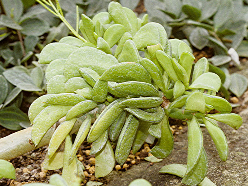 Peperomia Ferreyrae - Photo: Robert Swan | Peperomia | Piperaceae