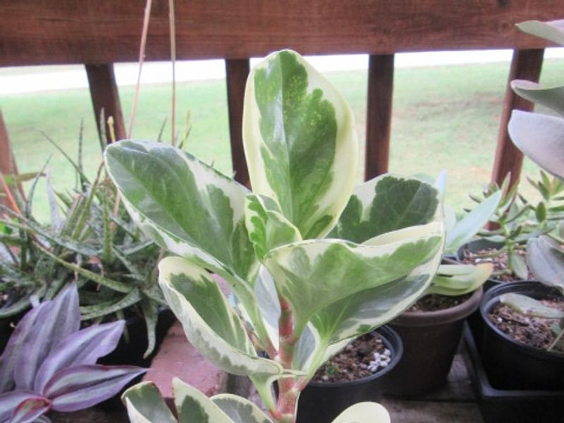 Peperomia Ferreyrae - Photo: Robert Swan | Peperomia | Piperaceae