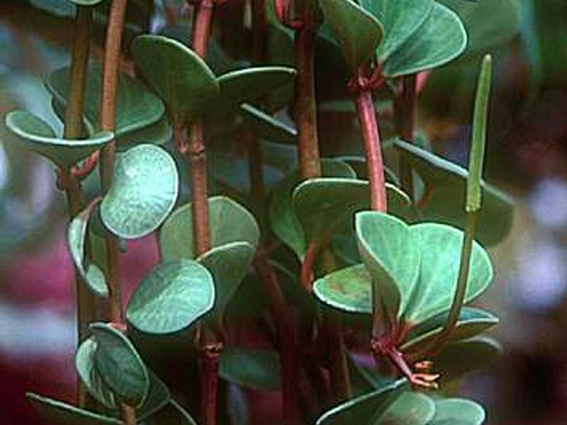 Peperomia Ferreyrae - Photo: Robert Swan | Peperomia | Piperaceae