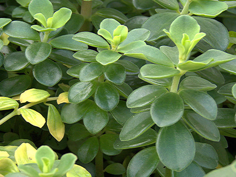 Peperomia Ferreyrae - Photo: Robert Swan | Peperomia | Piperaceae