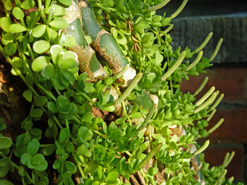 Peperomia Hoffmannii | Peperomia | Piperaceae