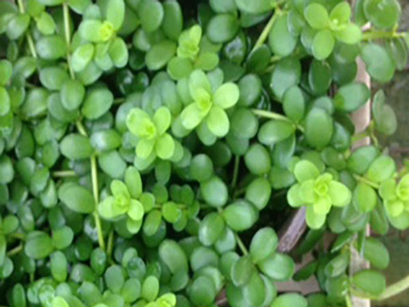 Peperomia Hoffmannii | Peperomia | Piperaceae