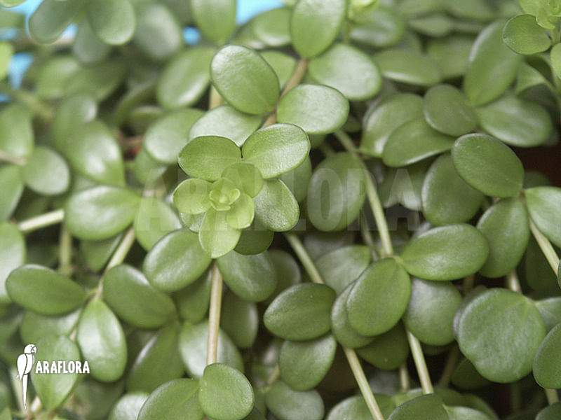 Peperomia Hoffmannii | Peperomia | Piperaceae