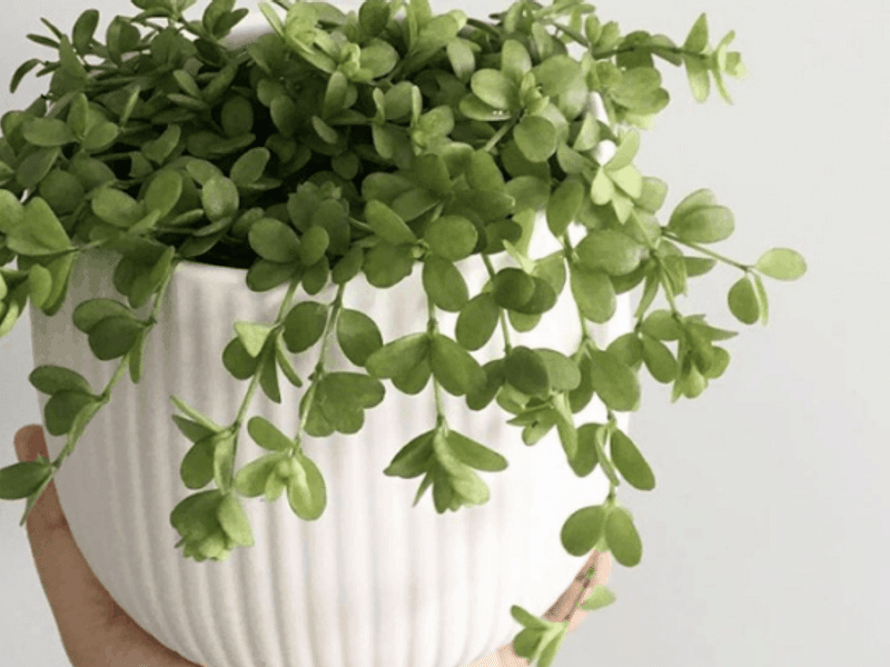 Peperomia Hoffmannii | Peperomia | Piperaceae
