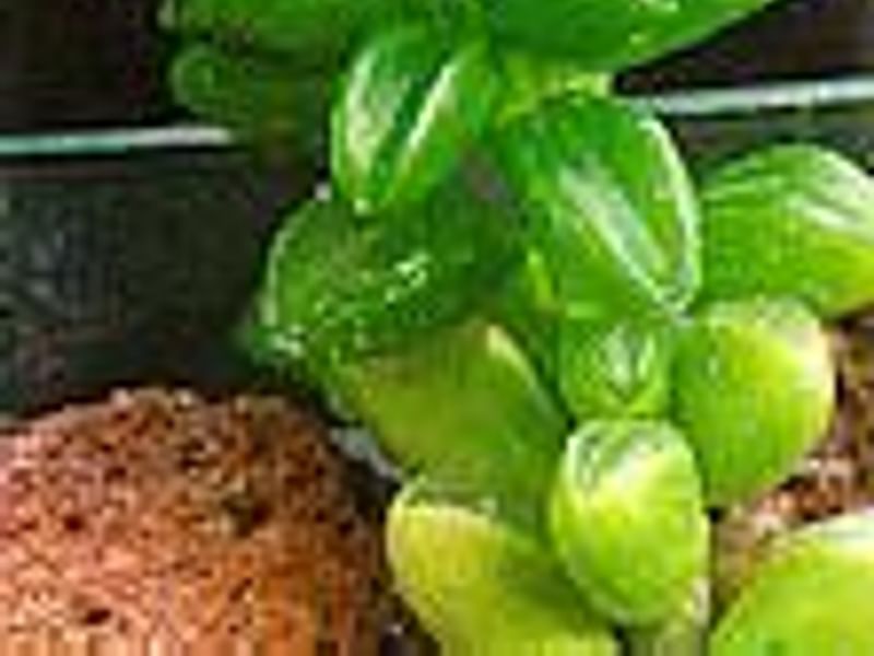 Peperomia Nivalis - Photo: Robert Swan | Peperomia | Piperaceae