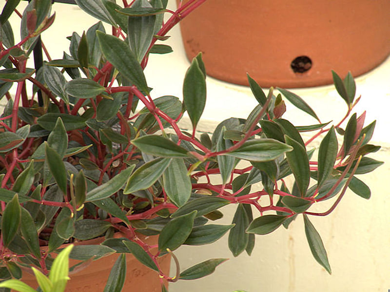 Peperomia Nivalis - Photo: Robert Swan | Peperomia | Piperaceae
