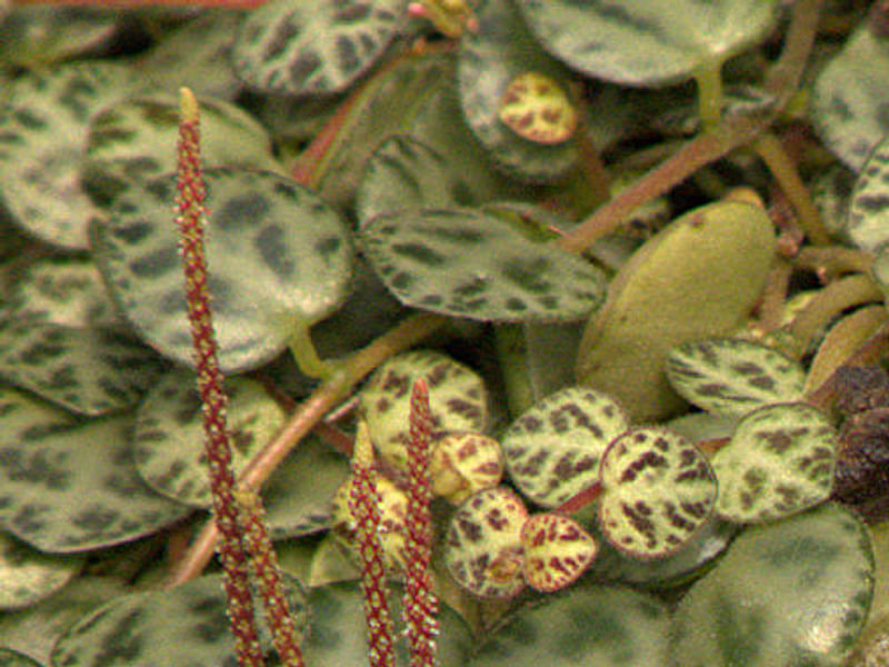 Peperomia Nivalis - Photo: Robert Swan | Peperomia | Piperaceae