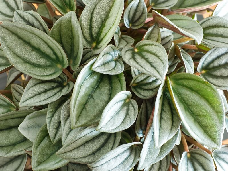 Peperomia | Piperaceae