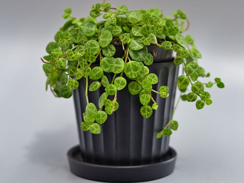Peperomia Prostrata | Peperomia | Piperaceae