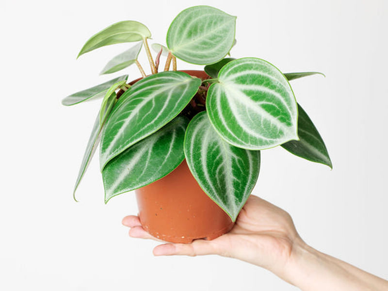 Peperomia Pseudovariegata | Peperomia | Piperaceae