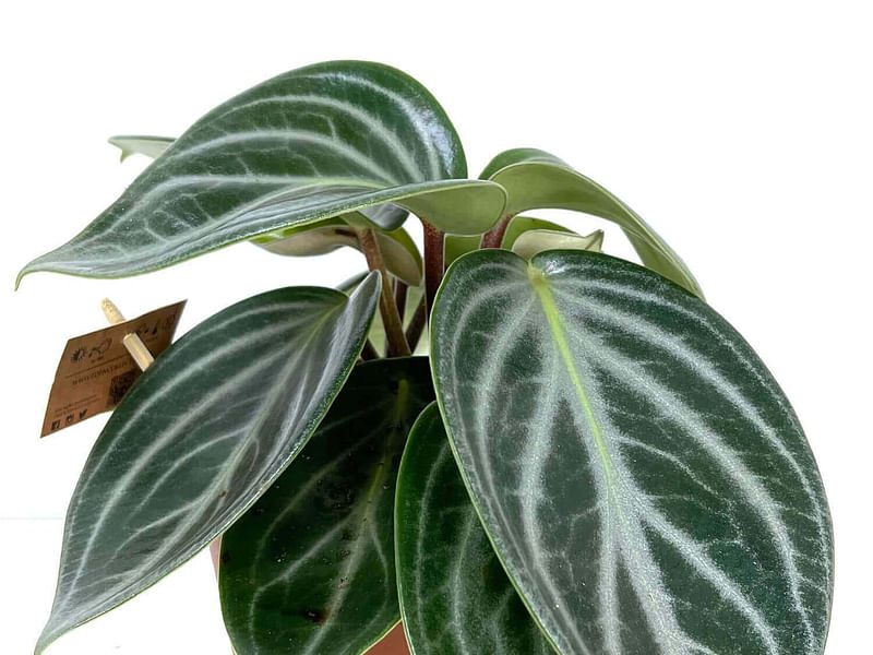 Peperomia Pseudovariegata | Peperomia | Piperaceae