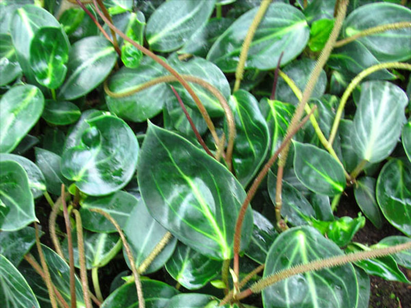 Peperomia Pseudovariegata | Peperomia | Piperaceae