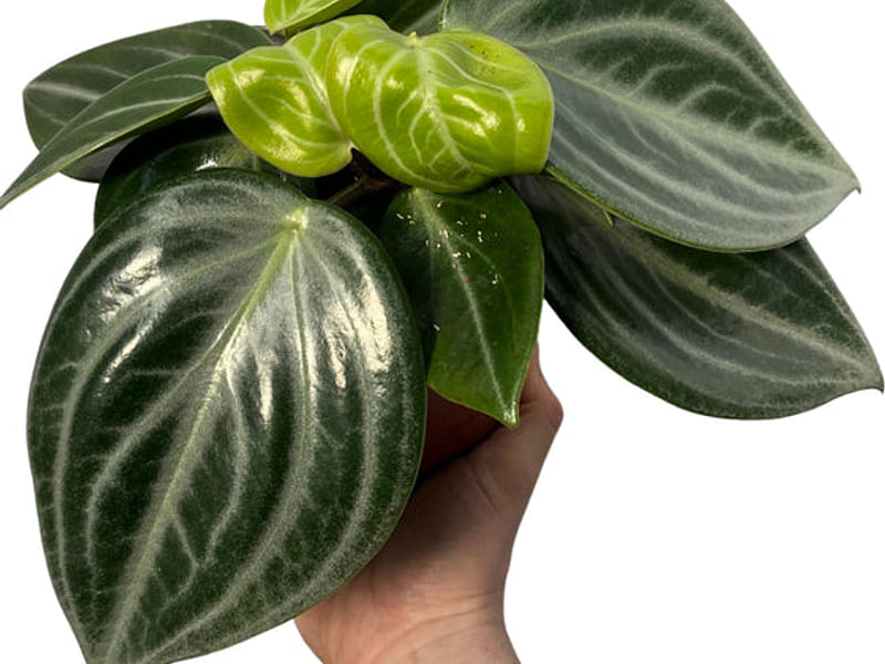 Peperomia Pseudovariegata | Peperomia | Piperaceae