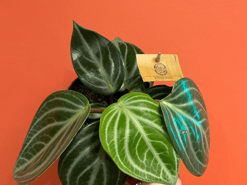 Peperomia Pseudovariegata | Peperomia | Piperaceae