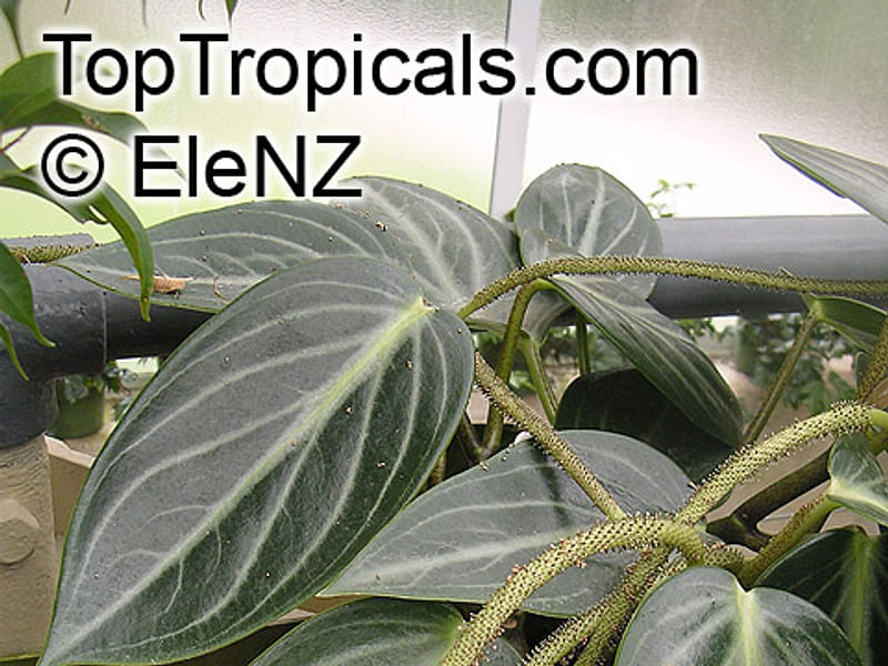 Peperomia Pseudovariegata | Peperomia | Piperaceae