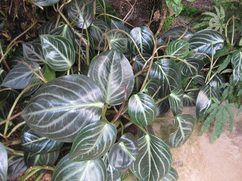 Peperomia Pseudovariegata | Peperomia | Piperaceae