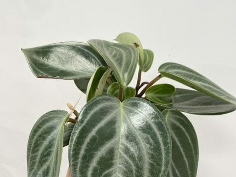 Peperomia Pseudovariegata | Peperomia | Piperaceae