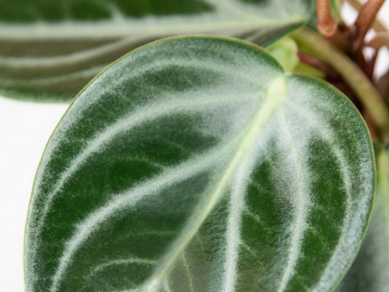 Peperomia Pseudovariegata | Peperomia | Piperaceae