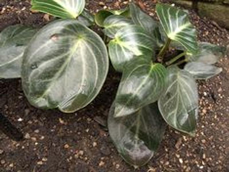 Peperomia Pseudovariegata | Peperomia | Piperaceae