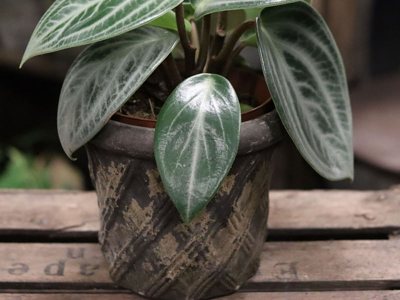 Peperomia Pseudovariegata | Peperomia | Piperaceae