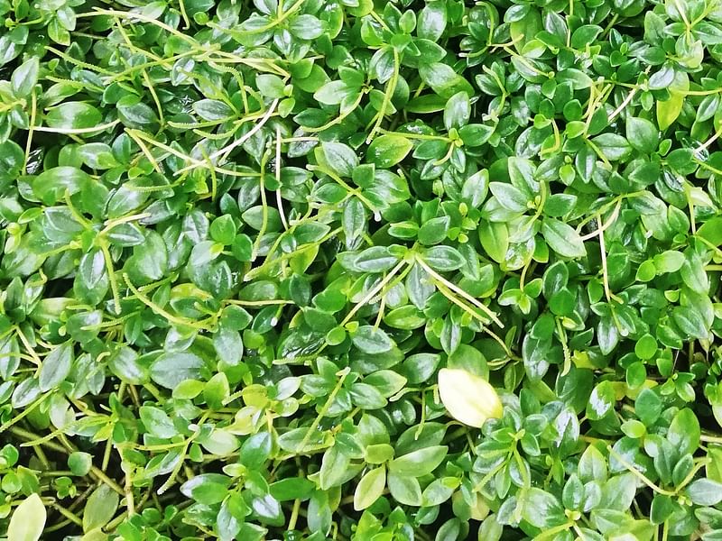 Peperomia Reticulata | Peperomia | Piperaceae