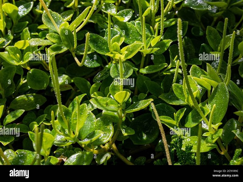 Peperomia Reticulata | Peperomia | Piperaceae