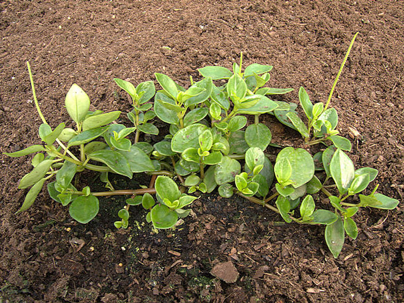 Peperomia Reticulata | Peperomia | Piperaceae