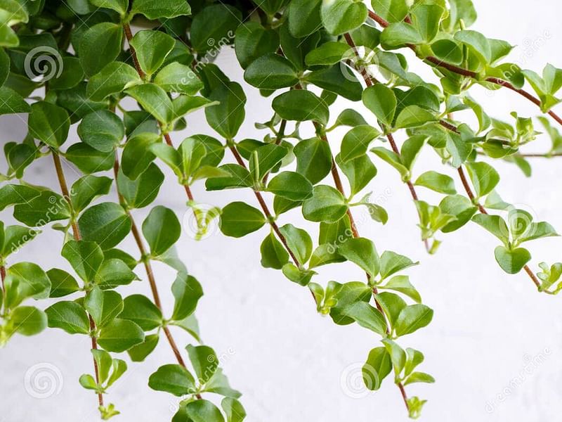 Peperomia Reticulata | Peperomia | Piperaceae