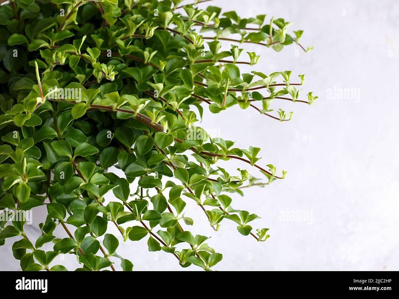 Peperomia Reticulata | Peperomia | Piperaceae