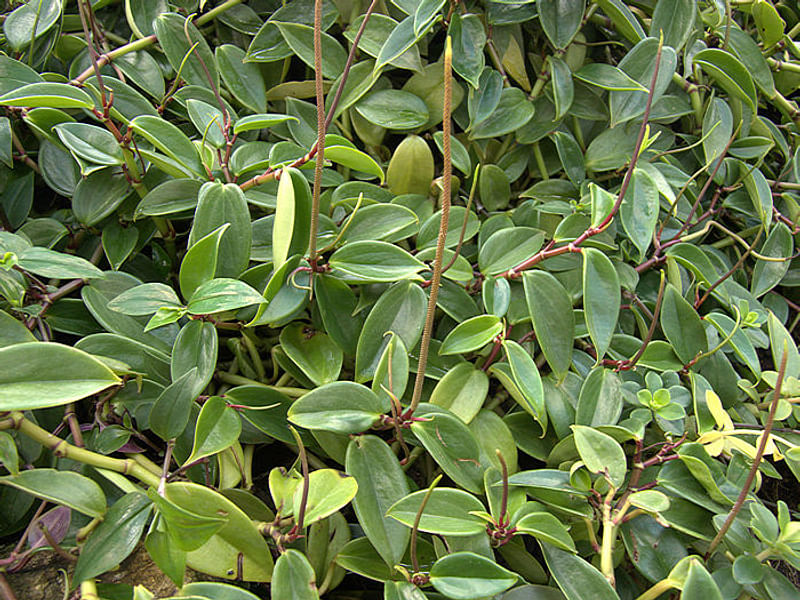 Peperomia Reticulata | Peperomia | Piperaceae