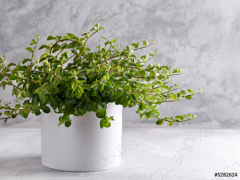 Peperomia Reticulata | Peperomia | Piperaceae