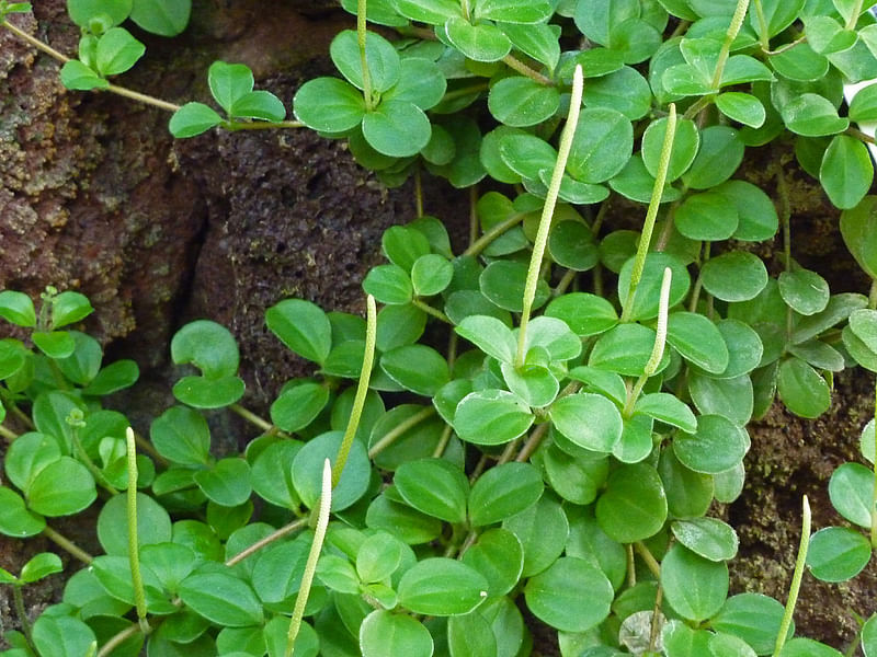 Peperomia Reticulata | Peperomia | Piperaceae