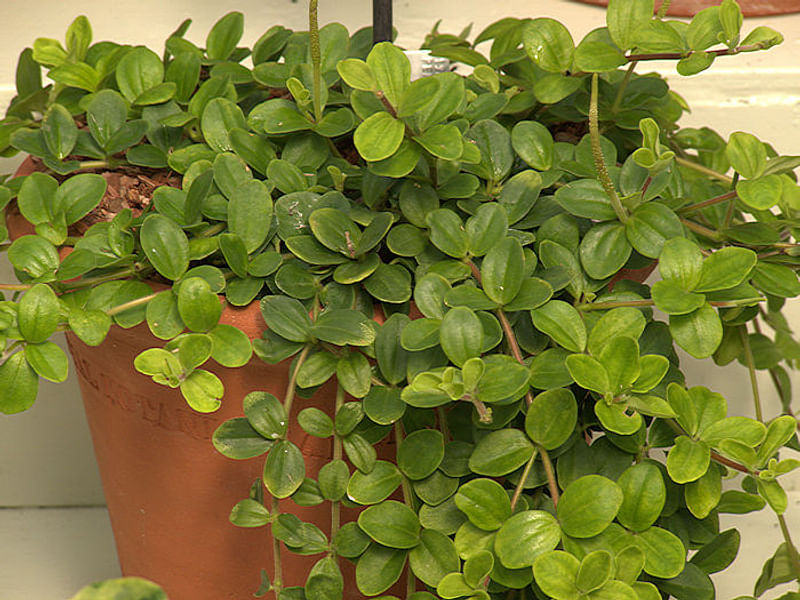 Peperomia Reticulata | Peperomia | Piperaceae