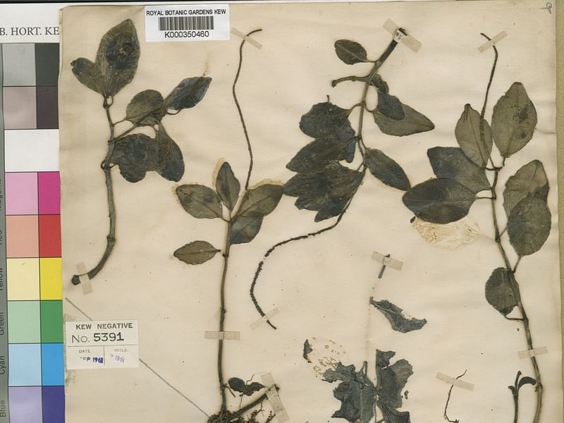 Peperomia Reticulata | Peperomia | Piperaceae