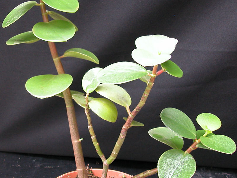 Peperomia Reticulata | Peperomia | Piperaceae